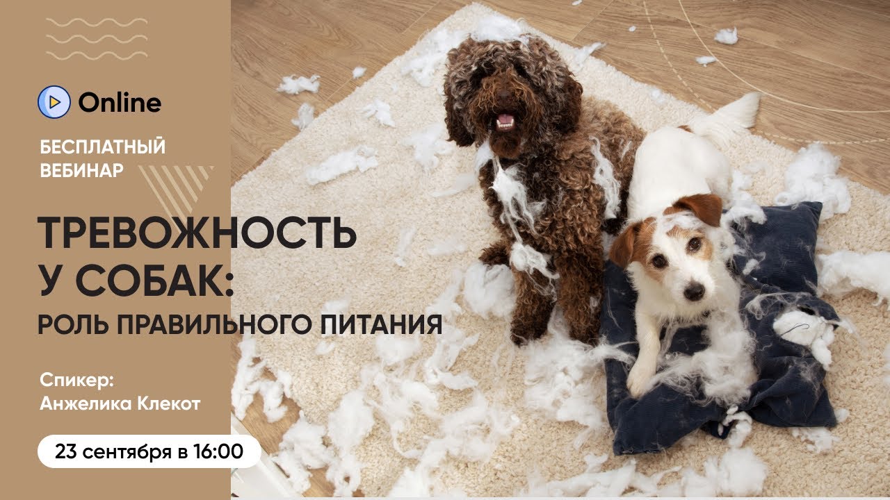 Вебинар «Тревожность у собак — что важно знать владельцу и как питание может помочь»