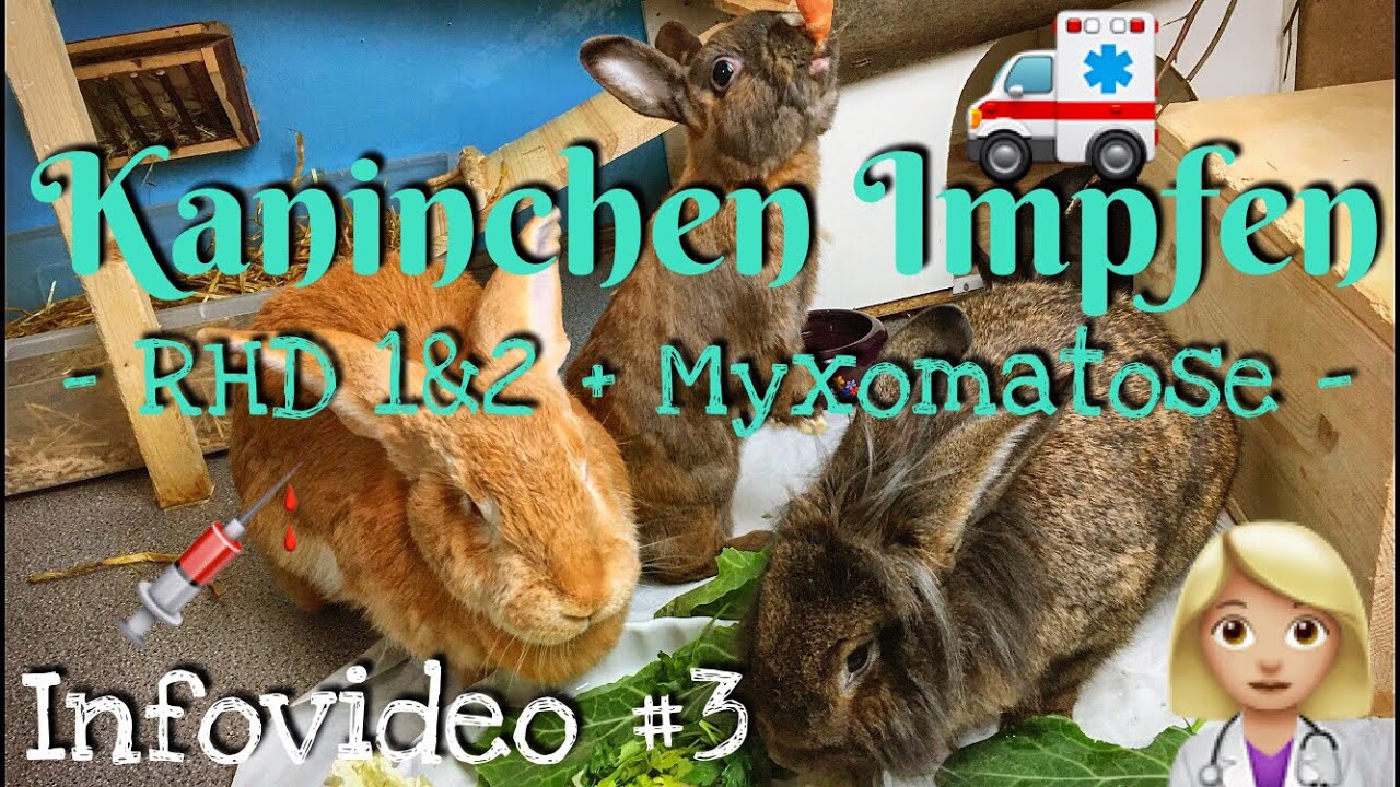 Kaninchen Impfen RHD RHD2 Myxomatose | Infovideo #3