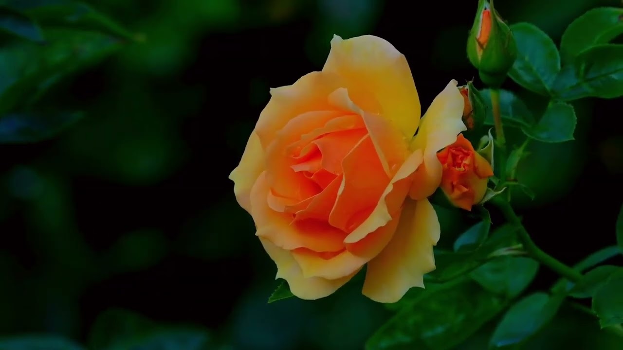 Psalm 91 | Morning Prayer Before You Start Your Day | Blessed Morning Prayer