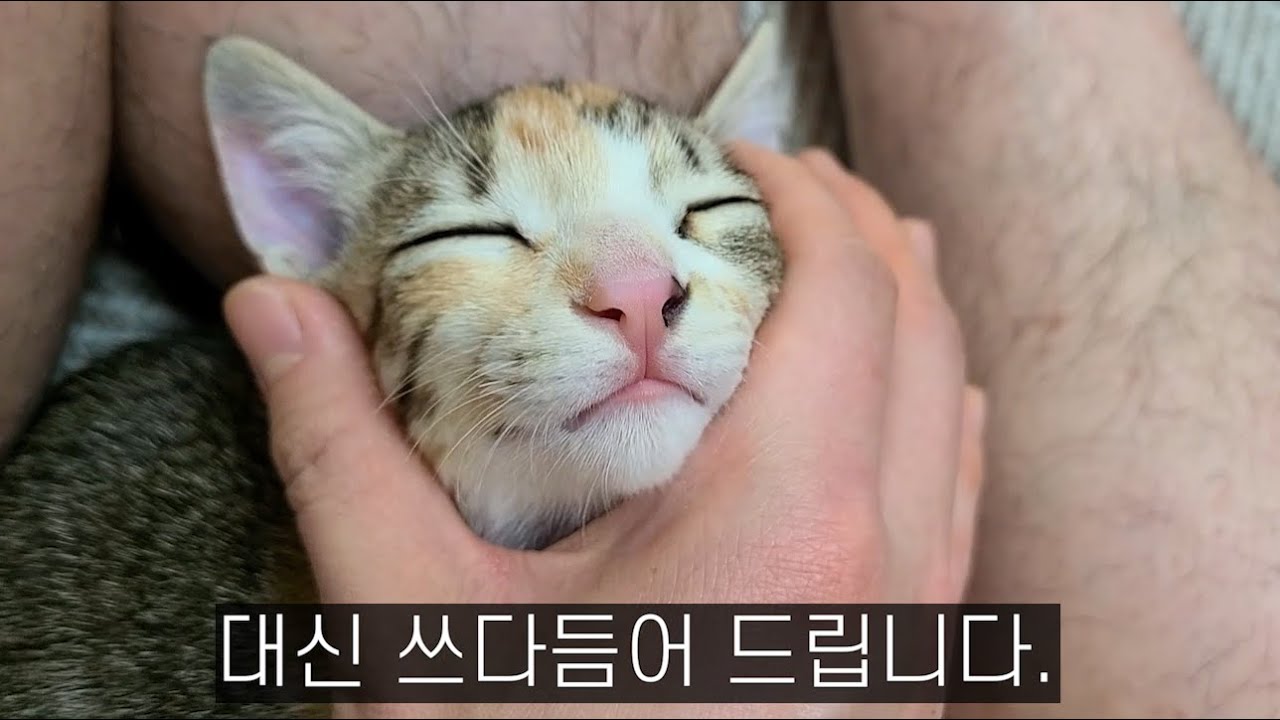 부드러운 손길에 정신 놓기 직전인 고양이ㅋㅋㅋ