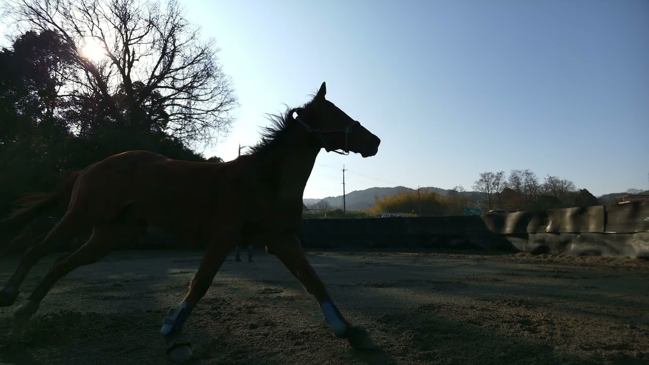 【ご報告】人生のアディショナルタイムに突入しました。乗馬インストラクターに起こったこと【北神戸乗馬クラブ・馬術】