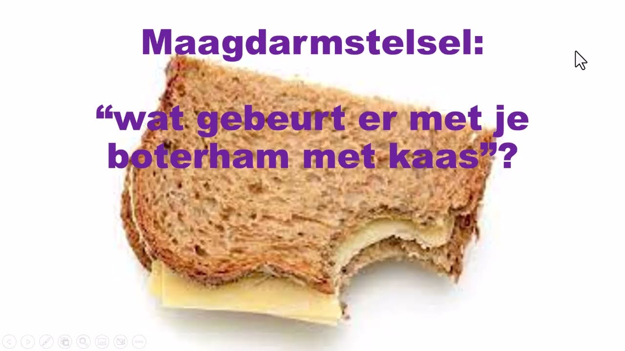 maagdarmstelsel basisstof wat gebeurt er met je boterham met kaas