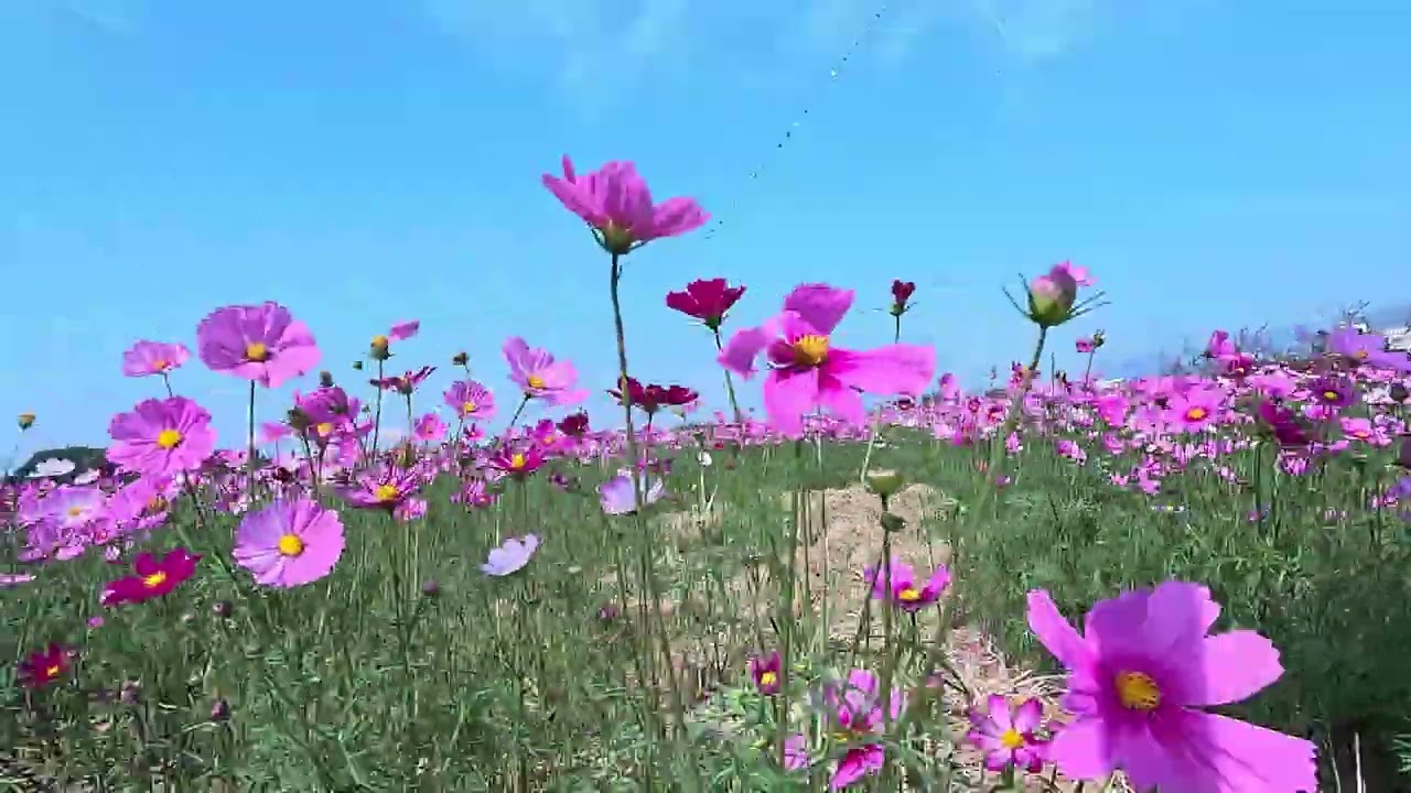 田中稻草節花海