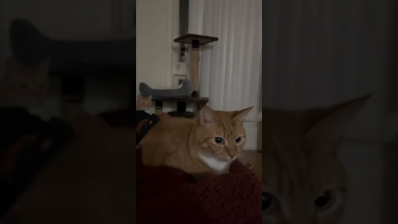 😹 Meet QQ Bouncy Cat &ndash; The Newest Meme Legend! 🐾✨