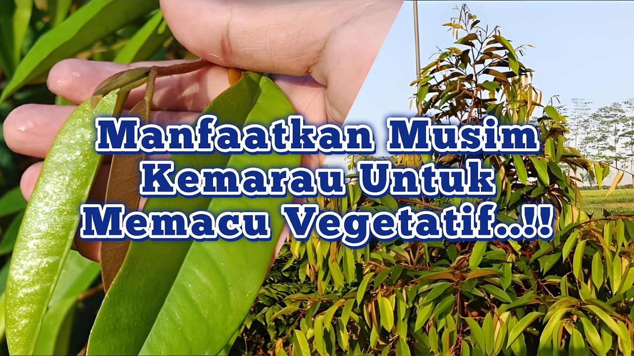 Persiapan Wajib!!✔️Tips Musim Kemarau Tumbuh Maksimal!🌲🌲