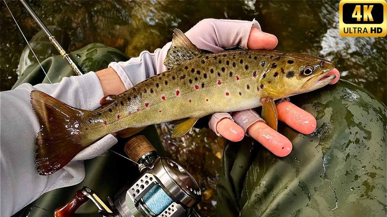 🎣 RÂUL de ACASĂ ține PĂSTRĂV frumos. |4K| [AVAIL for Shimano]