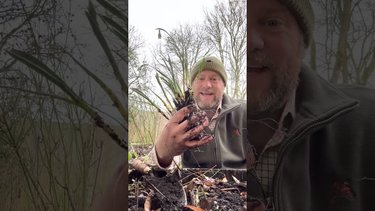Now is the perfect time to lift and split snowdrops #gardenerben