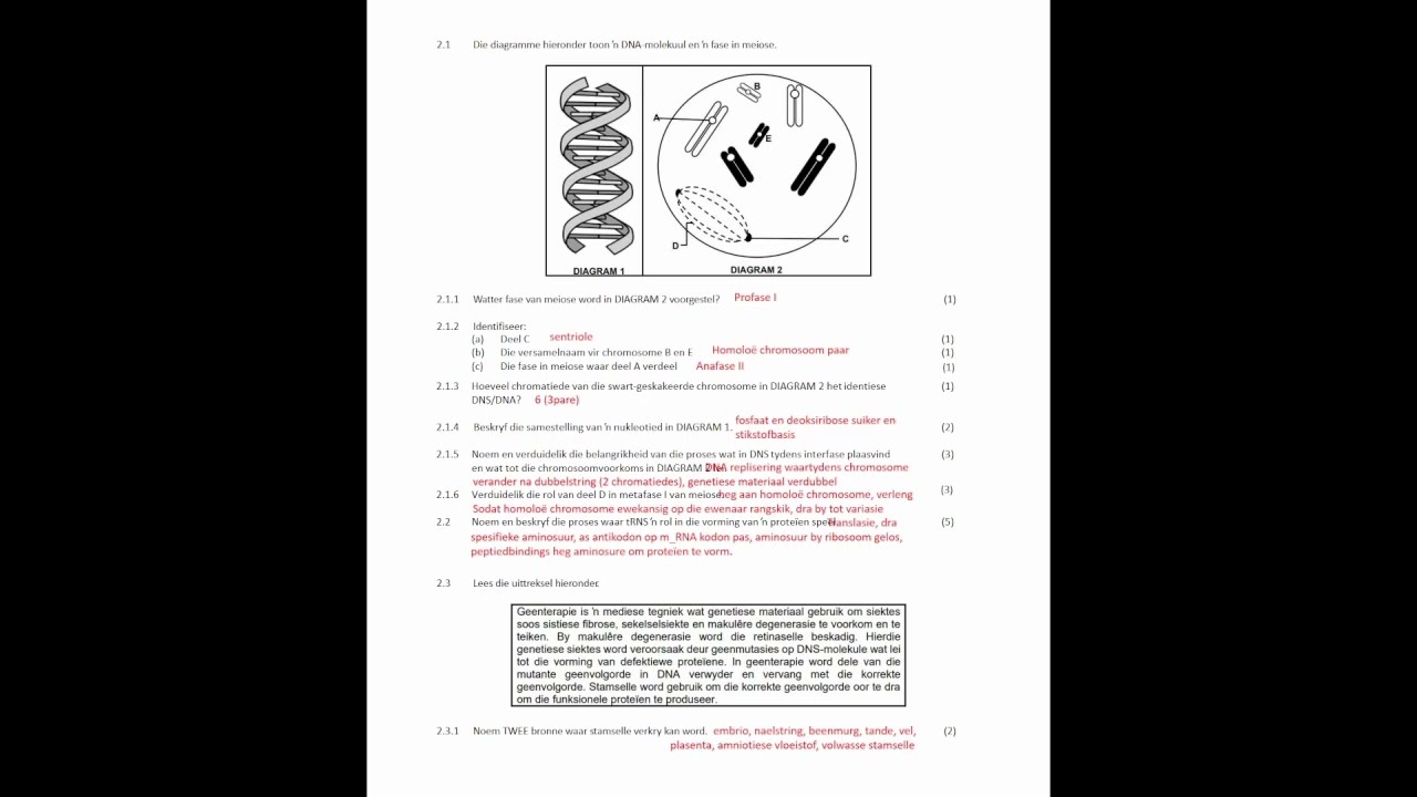 GR12 Lewenswetenskappe Eksamen Hersiening DNA RNA DEEL2