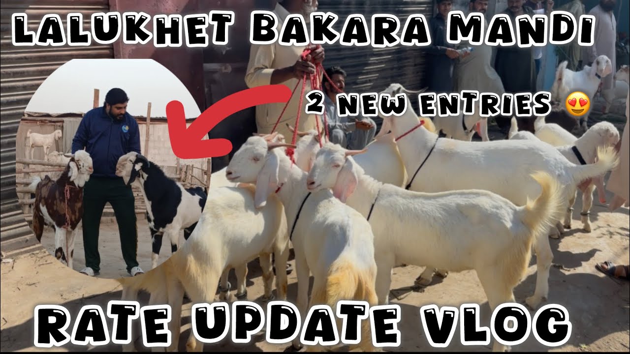 ЛАЛУХЕТ БАКРА МАНДИ ОБНОВЛЕНИЕ ВЛОГА | Привезли 2 животных 😍