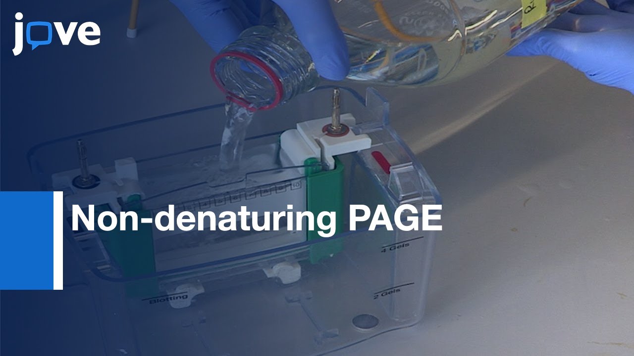 Non-denaturing PAGE to Characterize Multi-subunit Protein Complexes | Protocol Preview