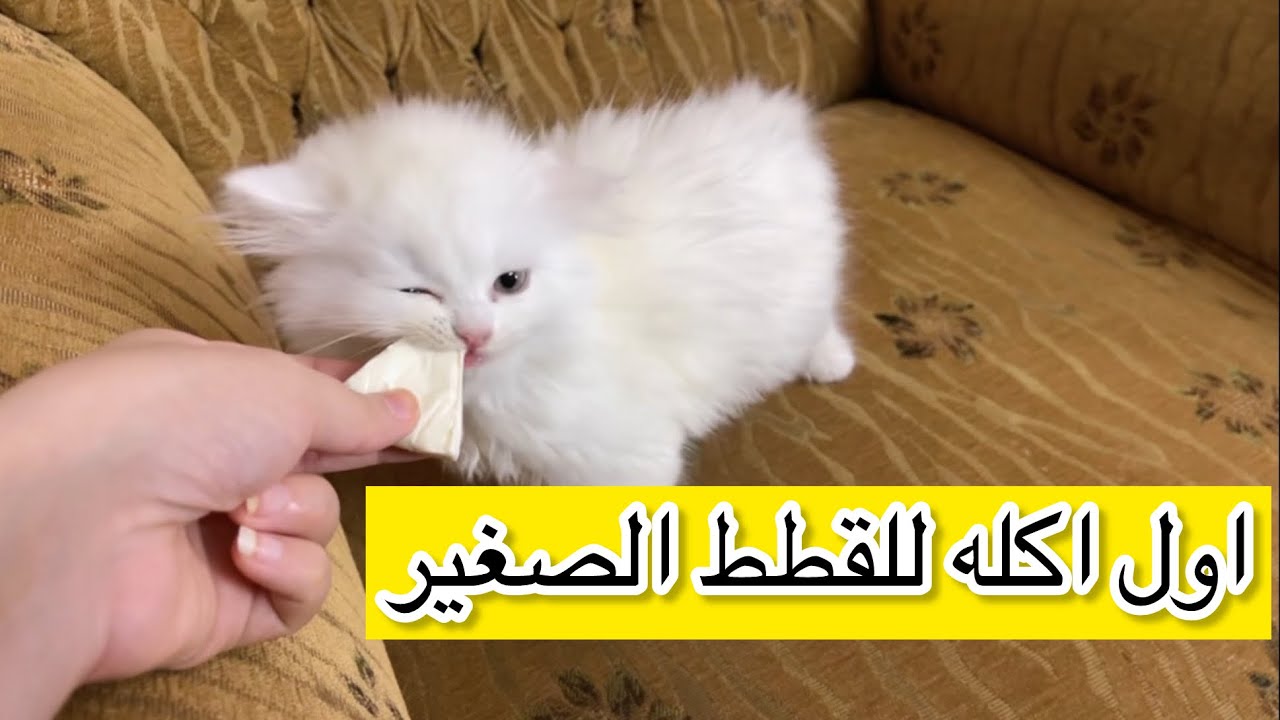 اكلات للقطط الصغيره من عمر 40يوم