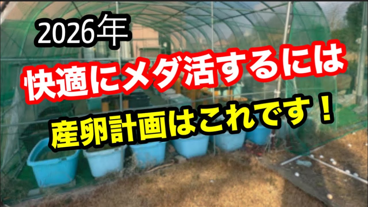夏が暑すぎるのでメダ活のやり方を変えてみよう！【メダカ】