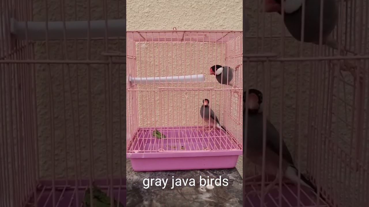 gray java | java birds | java birds breeding cage #javabirds #newcage #grayjavabirds