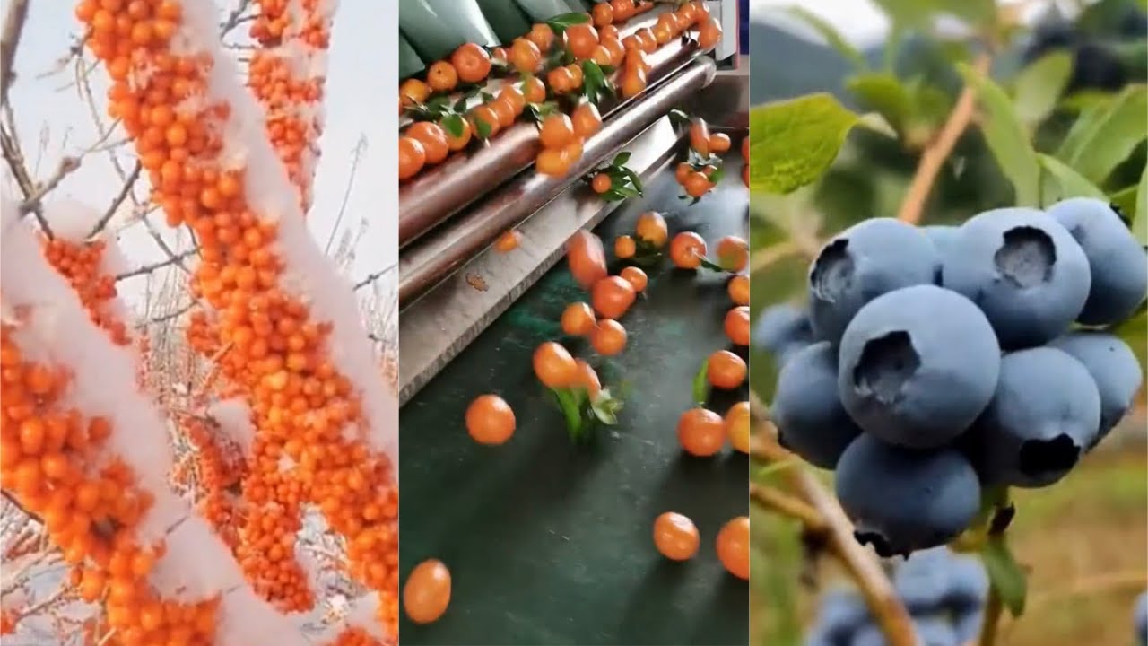 Fruit - Fresh Mix Picked by hand - Satisfy Video