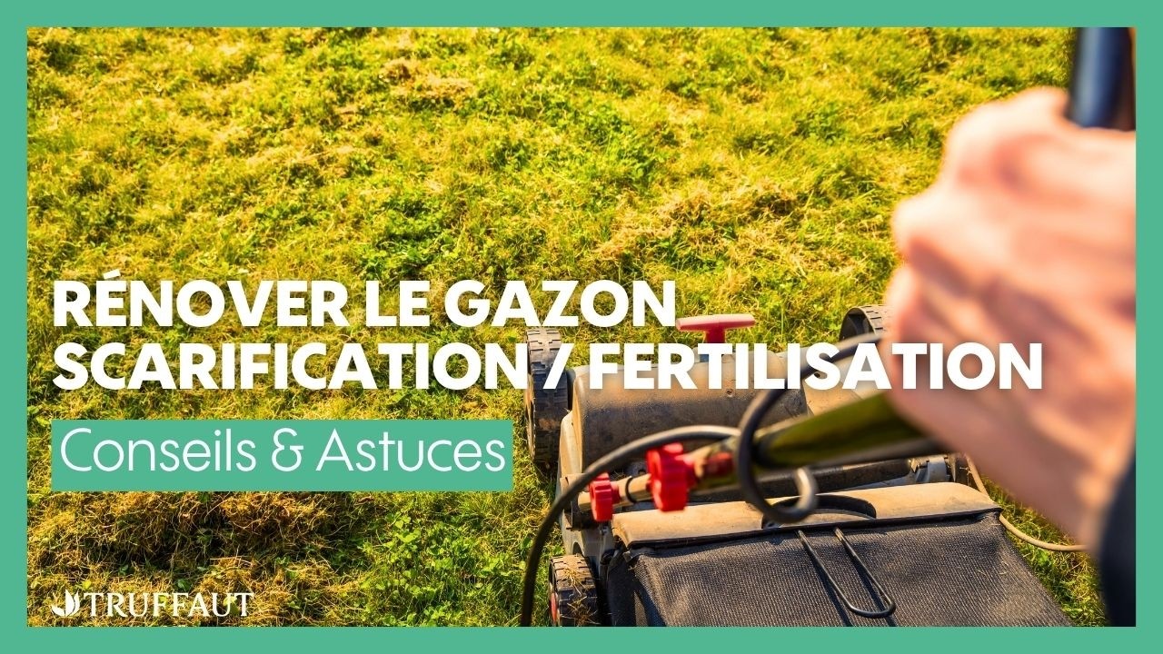 L'entretien du gazon : scarification et fertilisation-rénover le gazon  - Truffaut