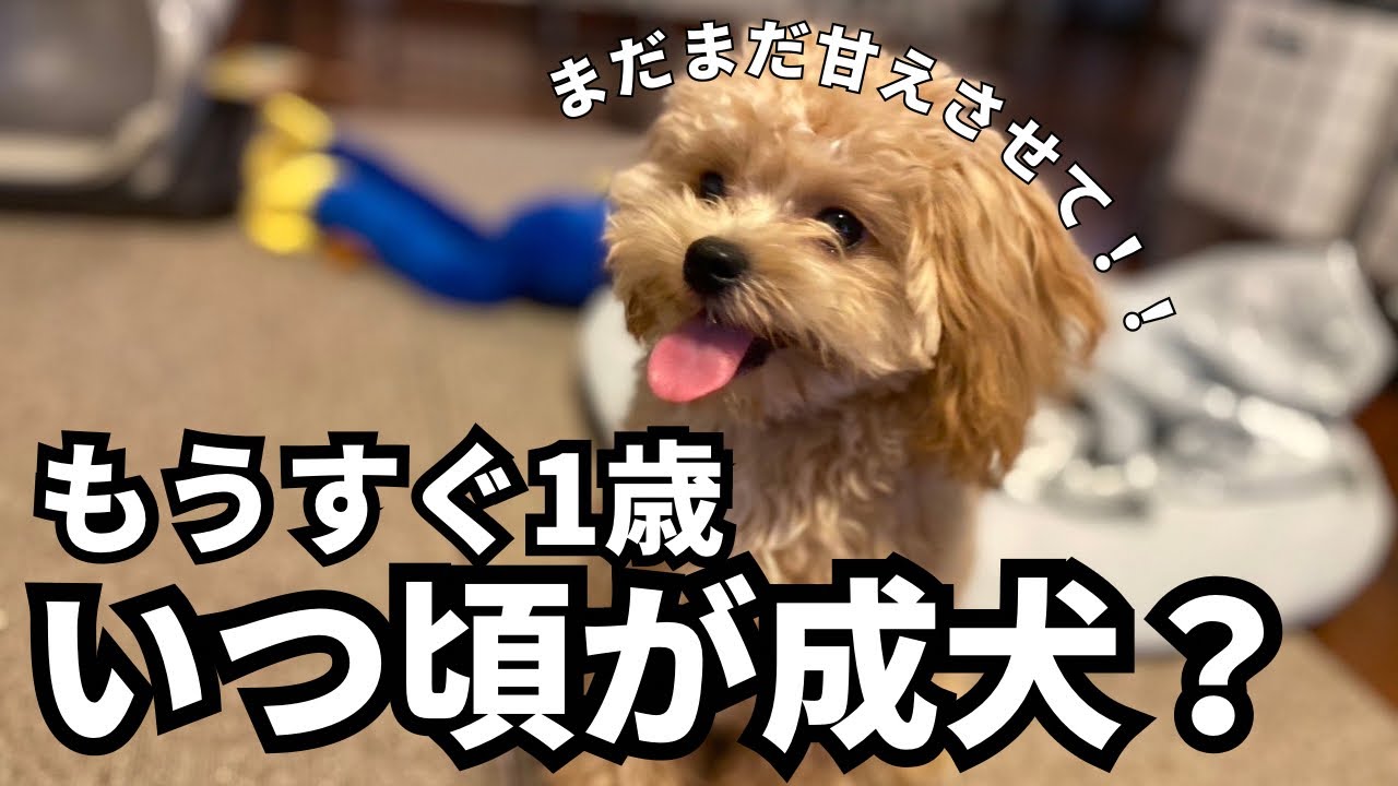 【成犬】チワプーのきなこももうすぐ1歳　成犬っていつ？