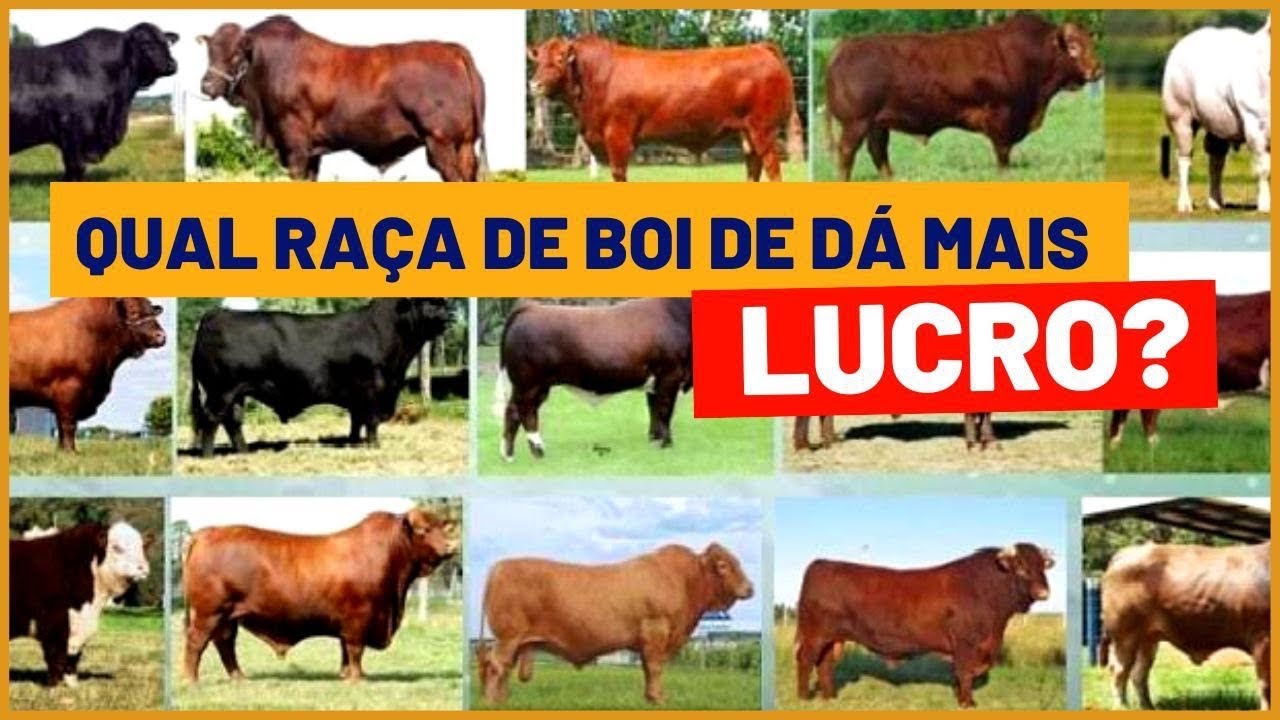 Descubra qual RAÇA DE BOVINO DE CORTE que dá mais LUCRO