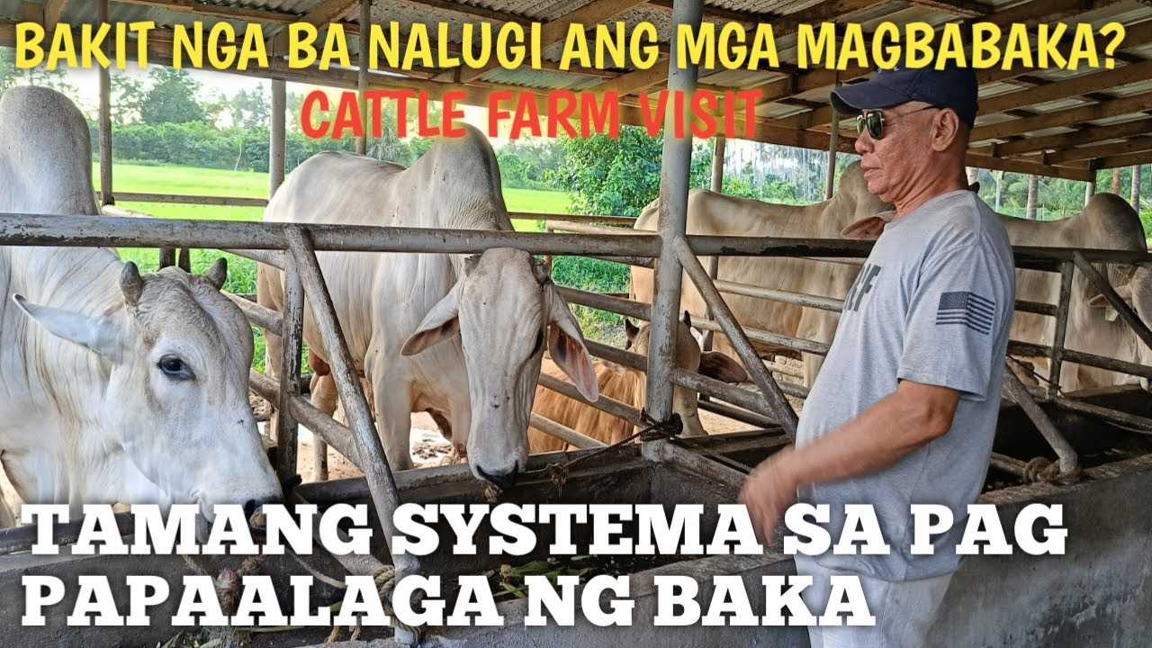 Tamang systema ng Pag-aalaga ng Baka Fatening para hindi malugi?