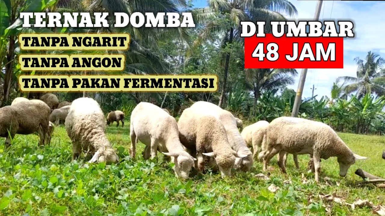 TERNAK DOMBA SECARA TRADISIONAL CUMA DI LEPAS DI UMBAR BISA BERANAK PINAK