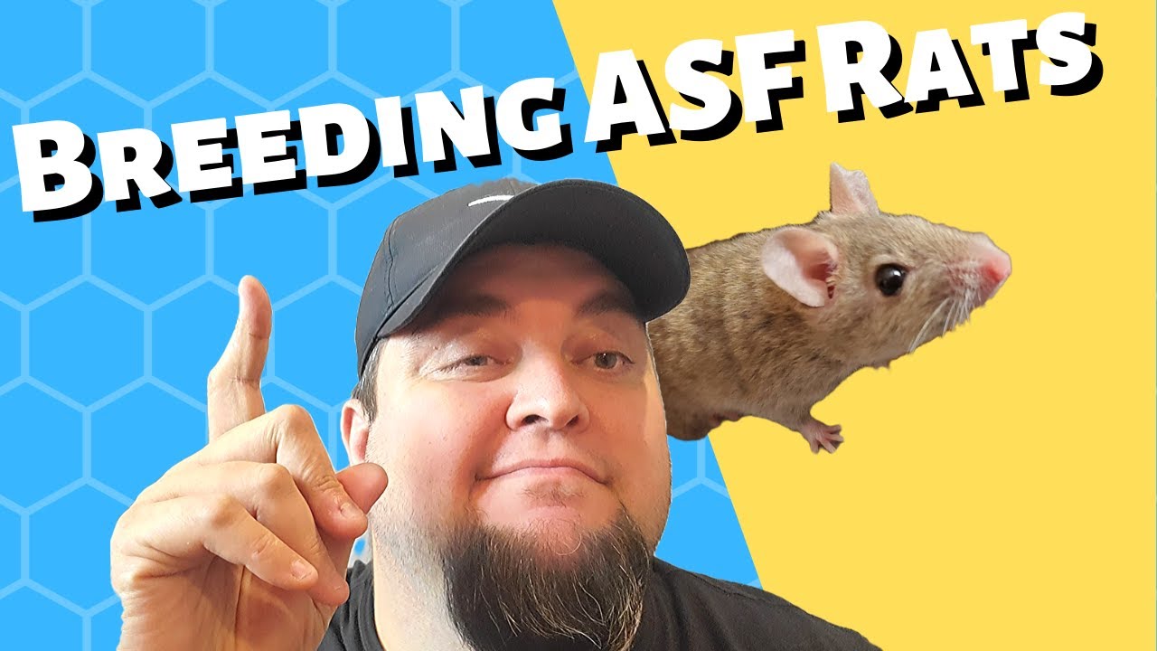 The Truth about Breeding ASF Rats (African Soft Furs)