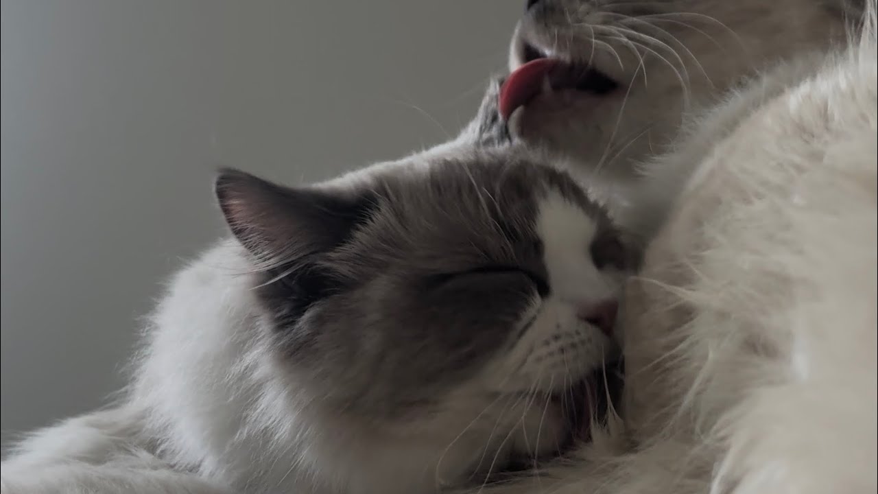 Ragdoll Kittens Lick and Groom Each Other (no talking) ASMR