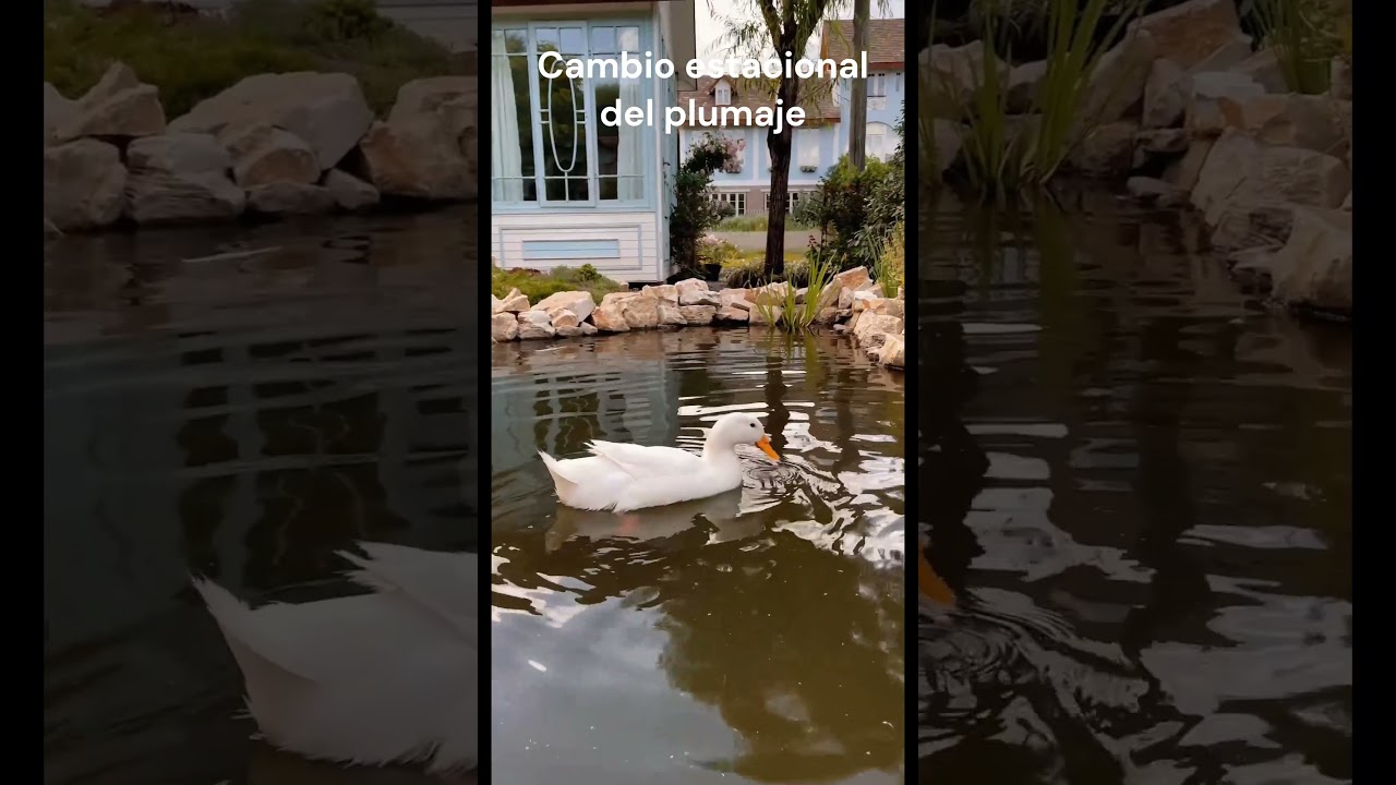 El Pato y sus Increíbles Curiosidades Descubre 3 Hechos Asombrosos