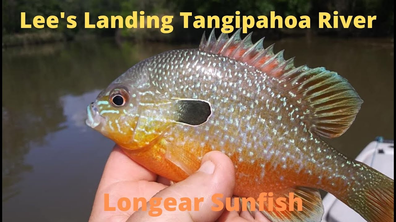 Lee's Landing Tangipahoa River