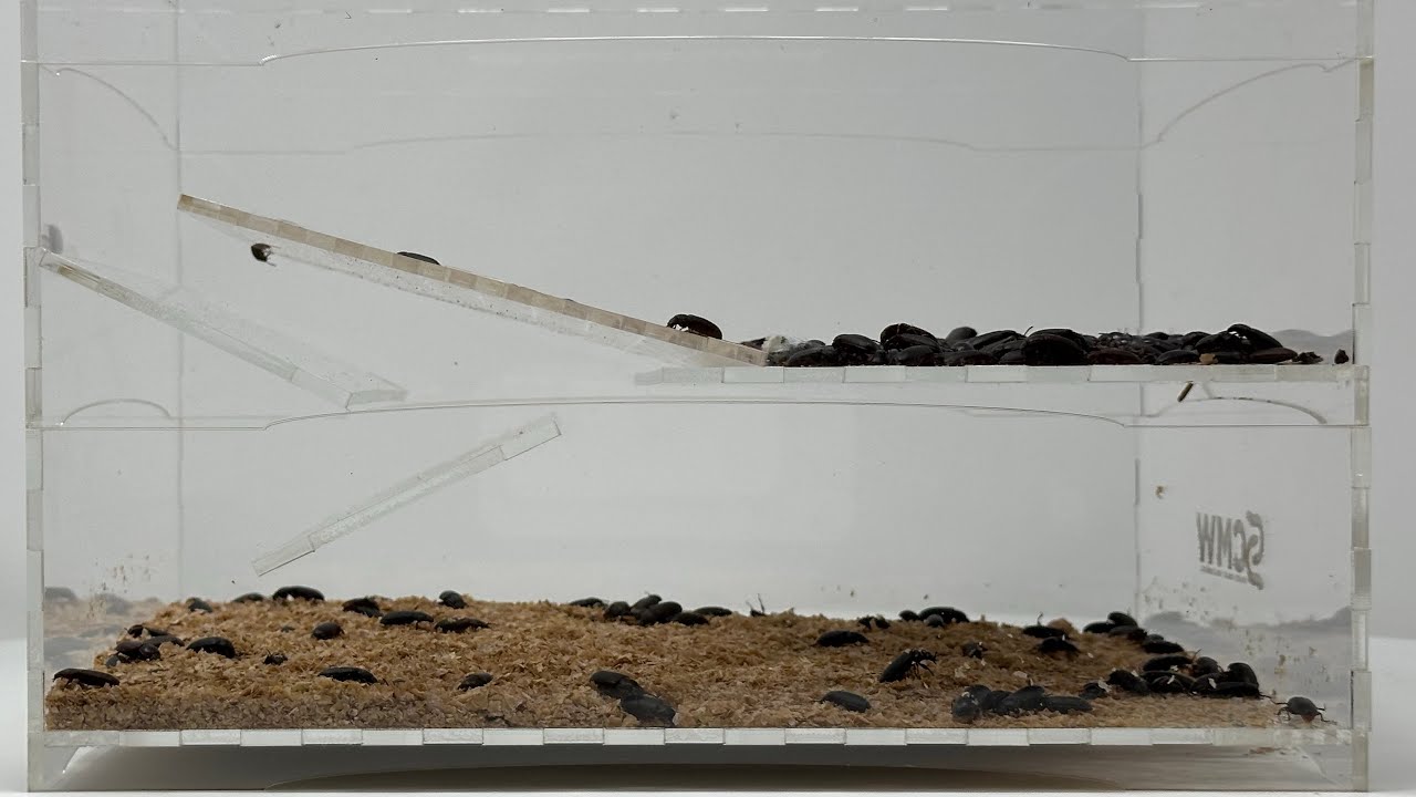 How to remove dead mealworm beetles