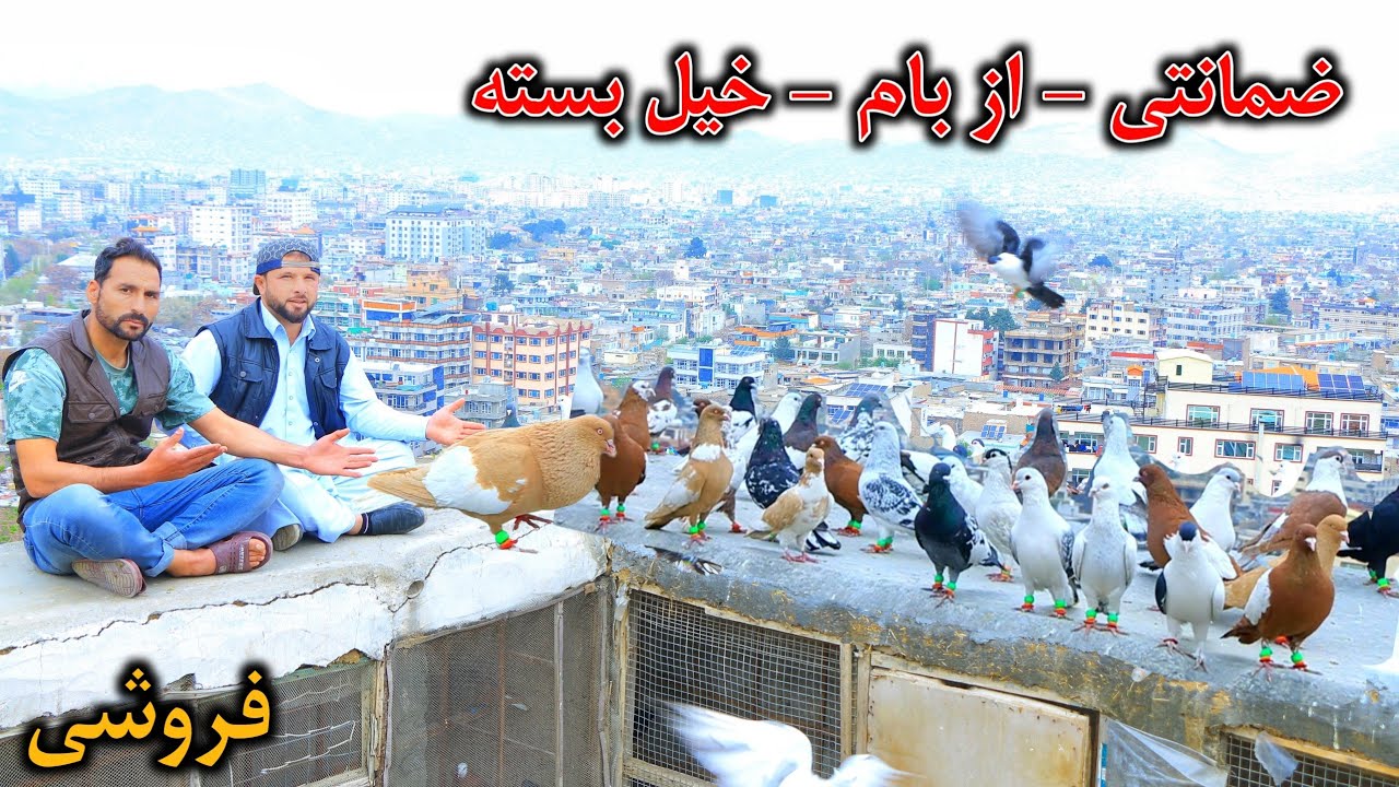 استاد قدیر و فروش خیل بسته اما چرا؟  || به ضمانت پرش Ustad Qadir selling the Roof Pigeons but why?  