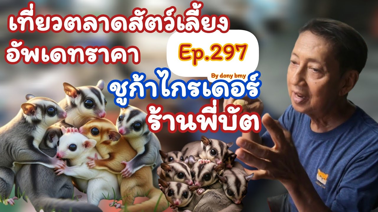 เที่ยวตลาดสัตว์เลี้ยง Ep.297🐿🐹🐒|อัพเดทราคาชูก้าร้านพี่บัต| #ตลาดจตุจักร  #Chatuchakmarket