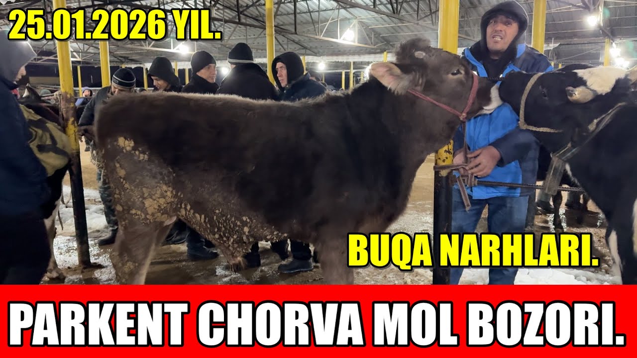 TOSHKENT VIL, PARKENT TUMANI, BOYQOZON QO&rsquo;RG&rsquo;ONI, CHORVA MOL BOZORI,BUQA NARHLARI.