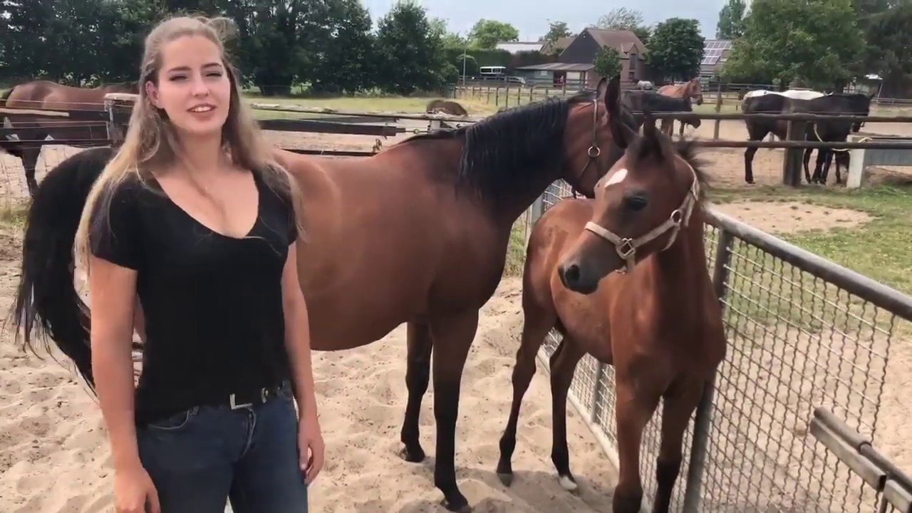 Flaxman Arabians/ Stoeterij molenveld door Chelsea