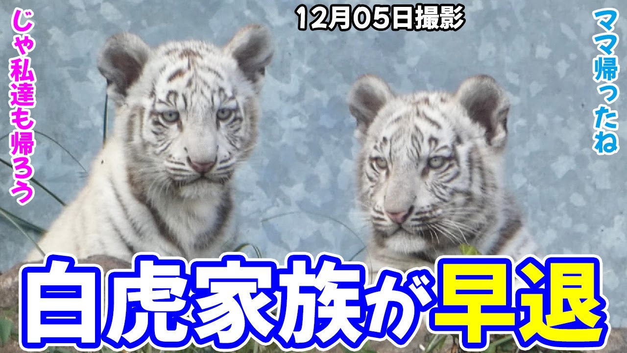 【超レア】飼育員もビックリ、なんと白虎家族がサッサと帰宅した🤣ホワイトタイガーの赤ちゃん in 伊豆アニマルキングダム