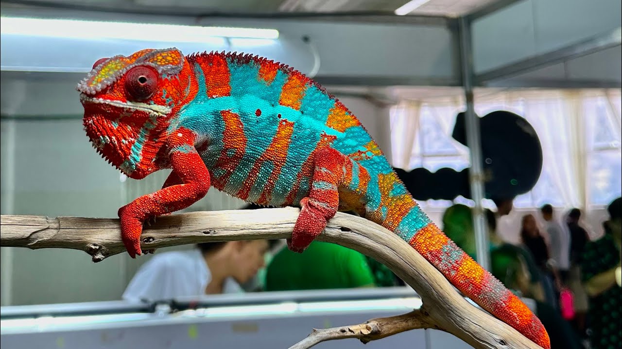 Así fue nuestra PRIMERA VISITA A ANIMALIA 2023/ CON PRECIOS. ¿MÁS DE $50000?