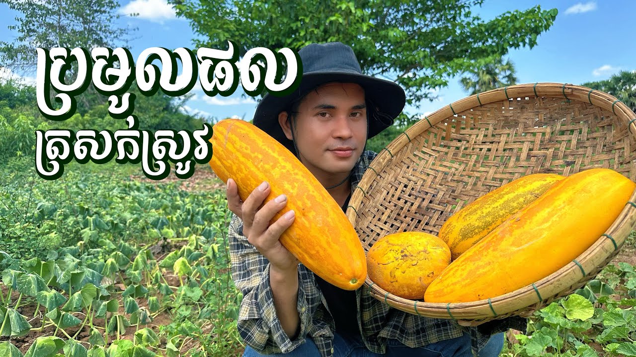 ជីវិតអ្នកចម្ការ៖ ដើរបេះត្រសក់ស្រូវទុំ ស្រស់ៗពីដើម 🍈🇰🇭 | Fresh Muskmelon Harvest 🍈