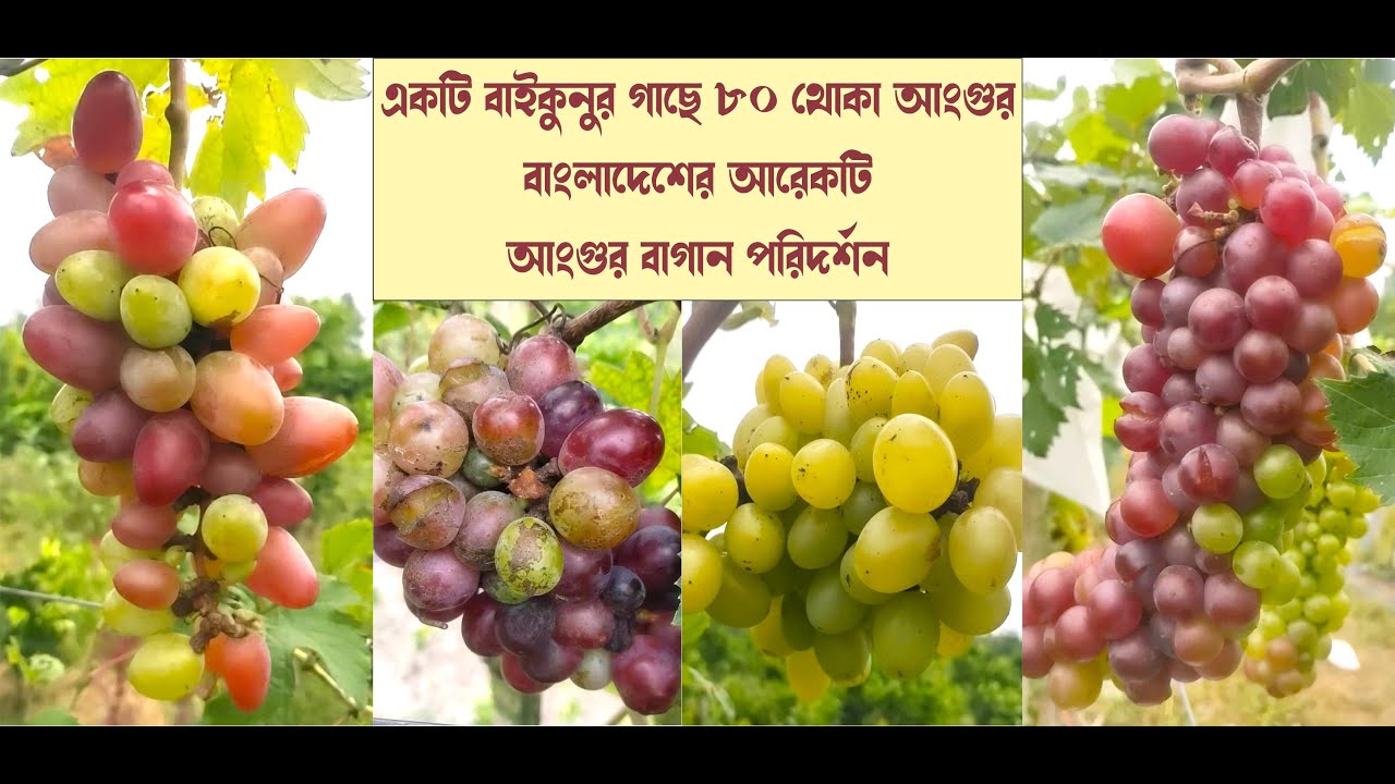Baikonur grapes, dixon, giant grande, prestige, green long, darina grapes