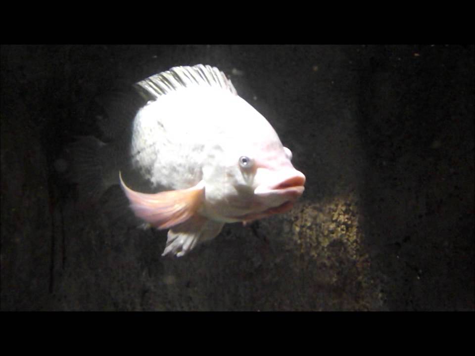 Нильская тиляпия, Tilapia Nilotica, рыбы Египта, types of fish in Egypt