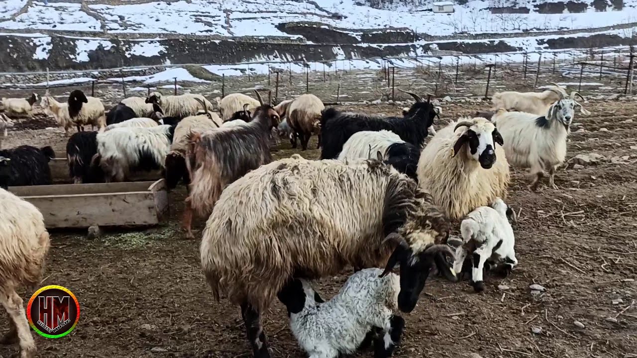 ÇeLe Berçelan / Colemerg / HAKKARİ