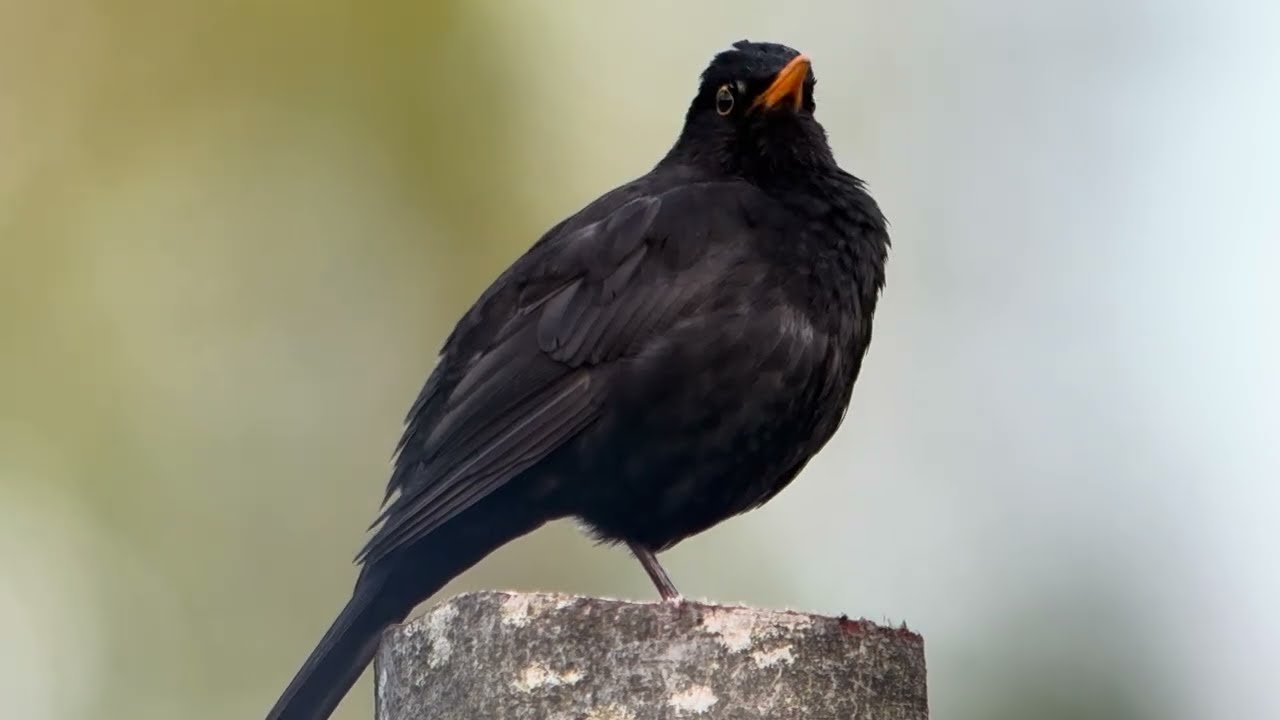 Птицы России. Бёрдвотчинг. Birdwatching. Дигископинг. Digiscoping. 