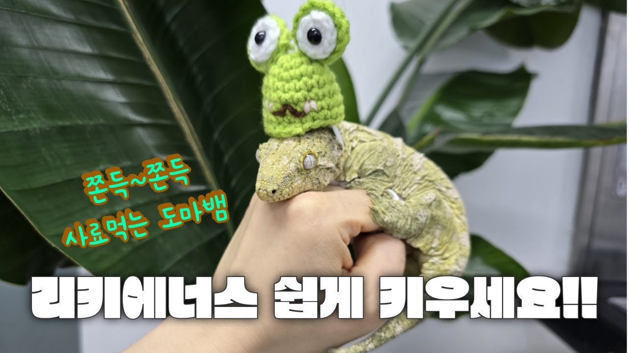 쫀뜩! 사료 먹는 도마뱀 2 - 리키에너스를 키워봅시다!!