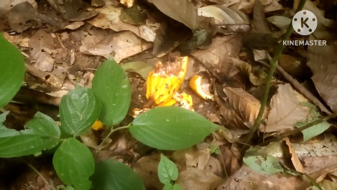 Esperando em um lugar Novo em busca dos pé de laranja 🍊 e Tanja é jacá e abacate 🥑 tá e bom das paca