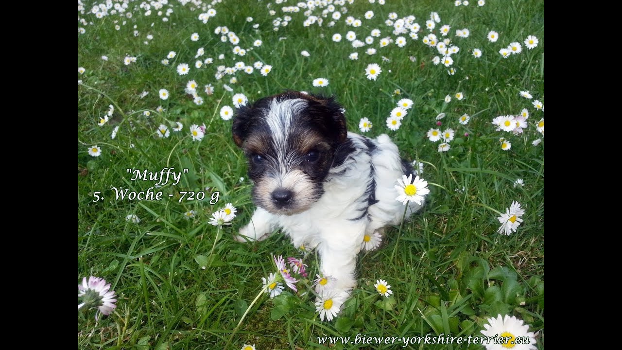 Biewer-Yorkshire-Terrier Welpen  5. Woche (M-Wurf)