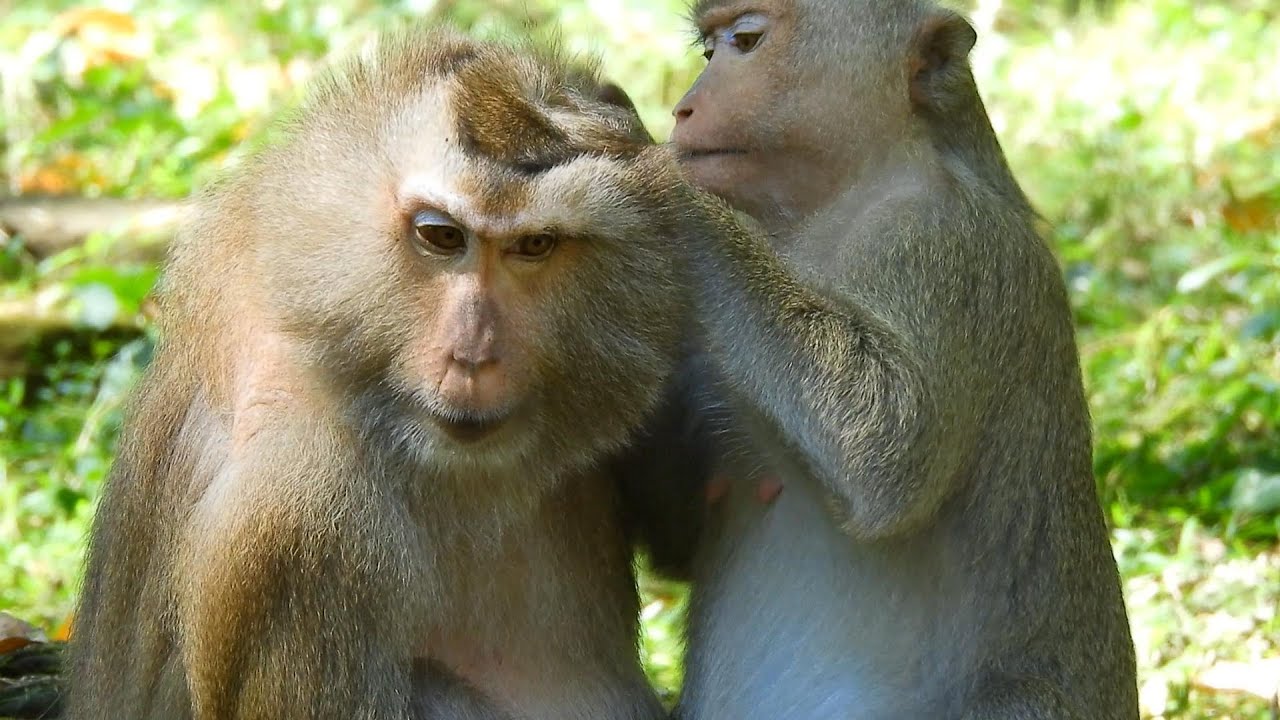 Family Monkey