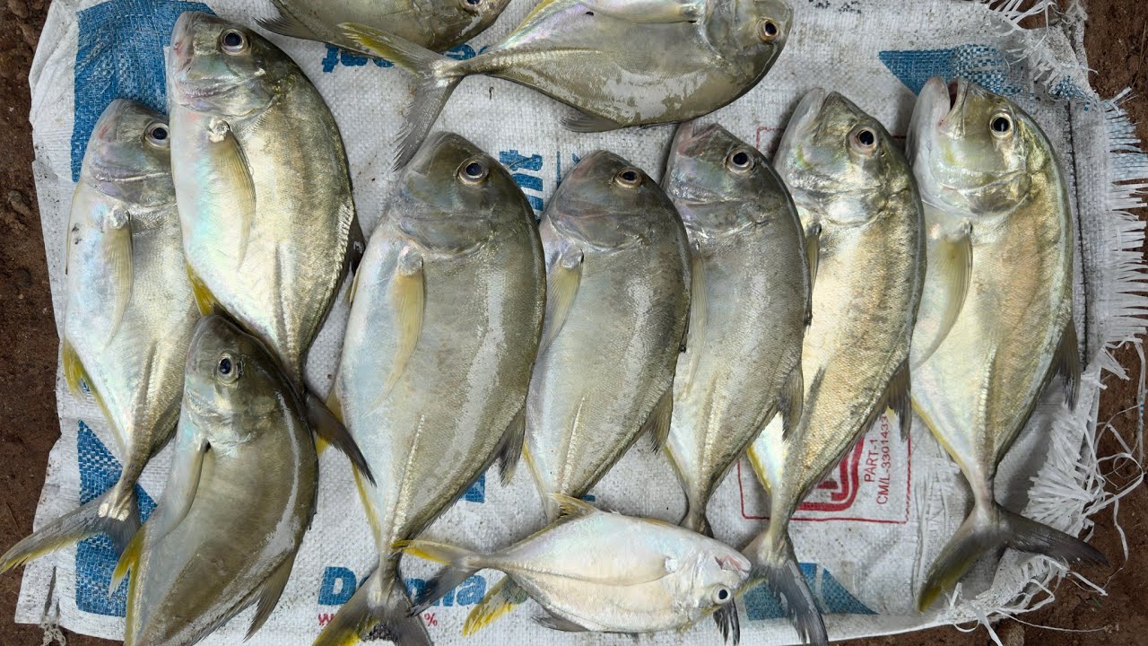 കണ്ടാൽ മതിവരാത്ത മീൻ പിടുത്തം kayak fishing at monthal river 