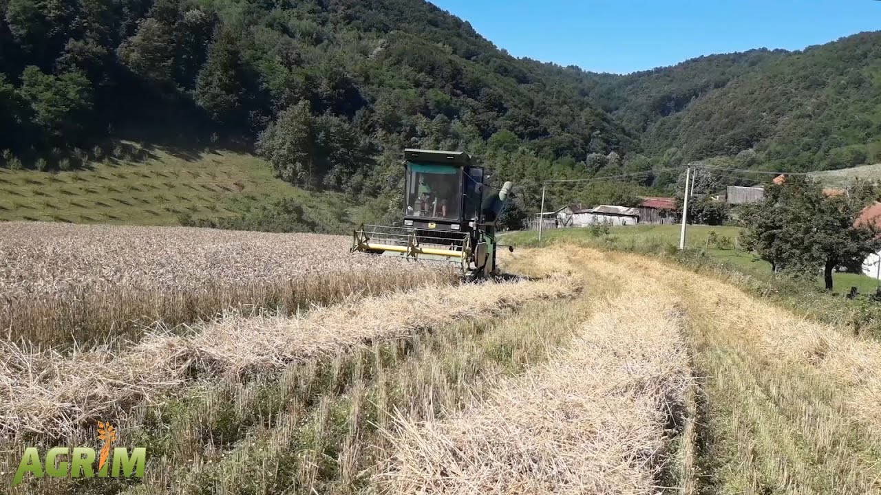 Žetva pšenice u strani-njiva Gradina, drugi deo