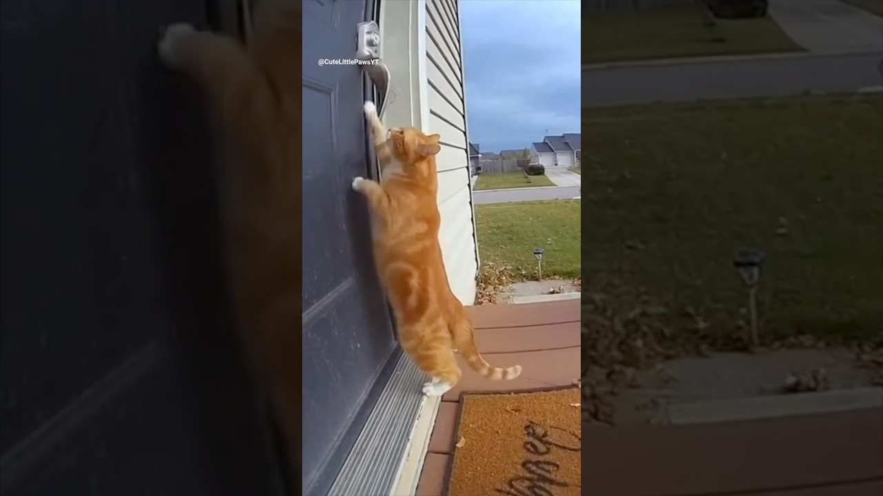 Ring Footage Orange Cat getting blown away to the Sky in heavy winds 🙀😹 #yellowcat #ringcam #Sora2