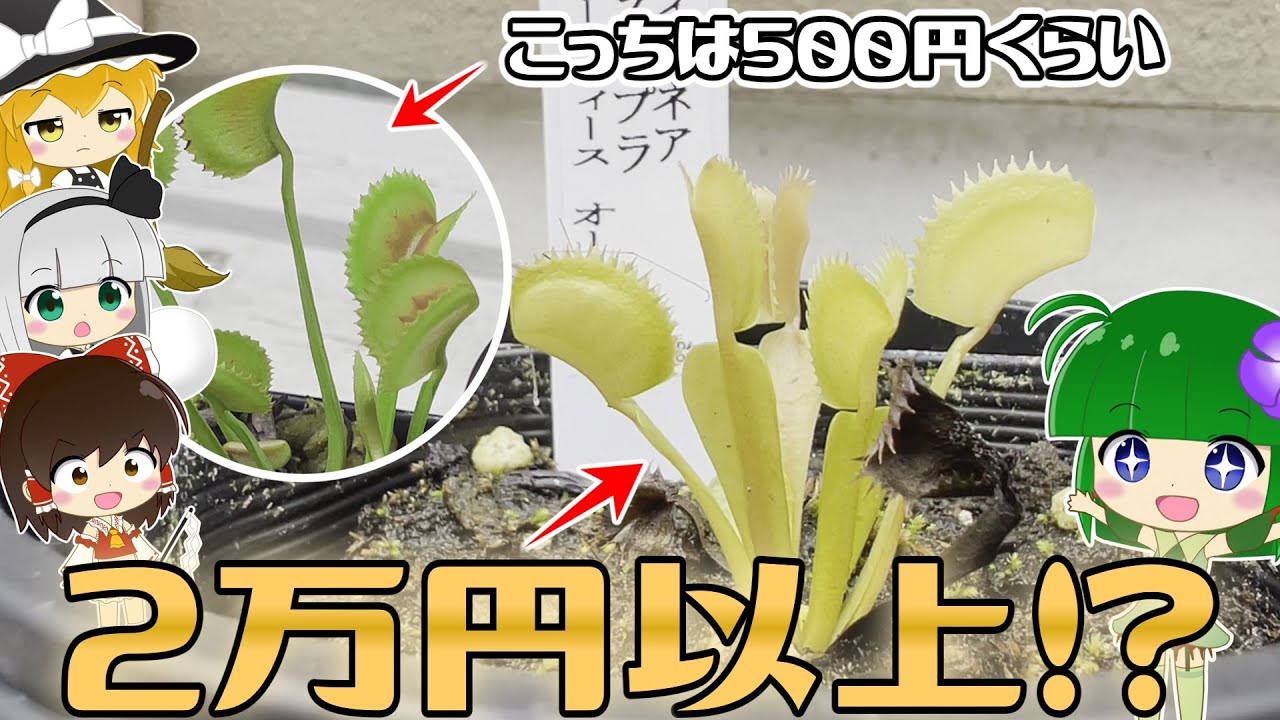 【超貴重】もう手に入らない!?「黄金」の名のハエトリソウを手に入れた!!