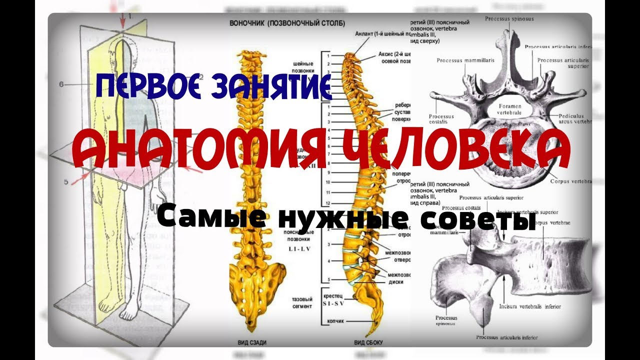 ПЕРВОЕ ЗАНЯТИЕ ПО АНАТОМИИ. Все что нужно знать)