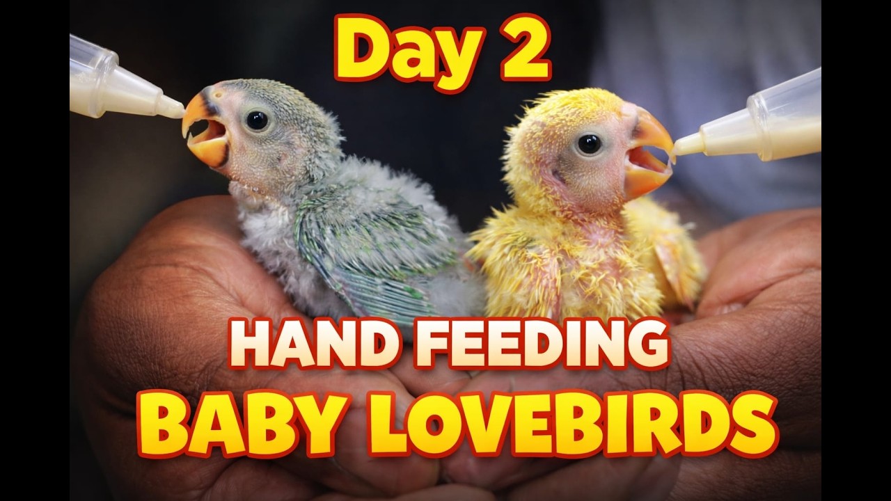 Day 2 Hand Feeding Baby Lovebirds | Cute Lovebird Chicks Feeding