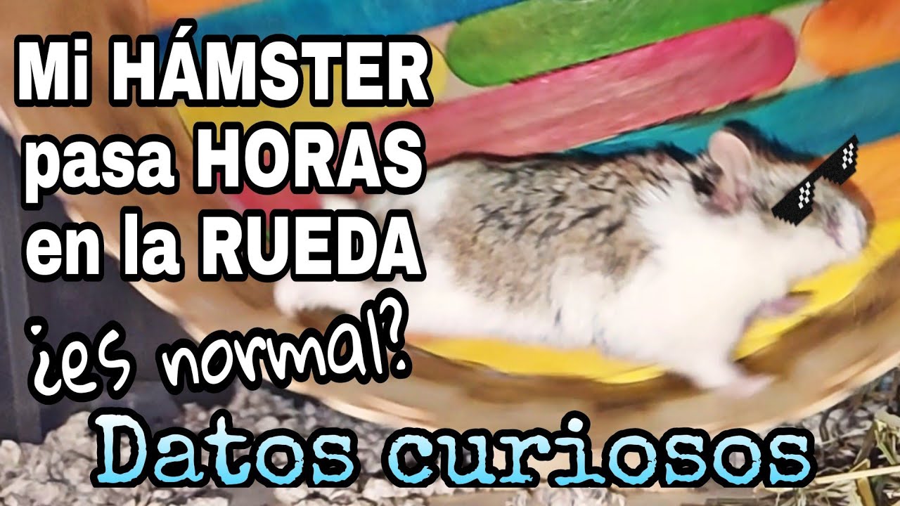 ¿Por qué los HÁMSTERS corren en la RUEDA?